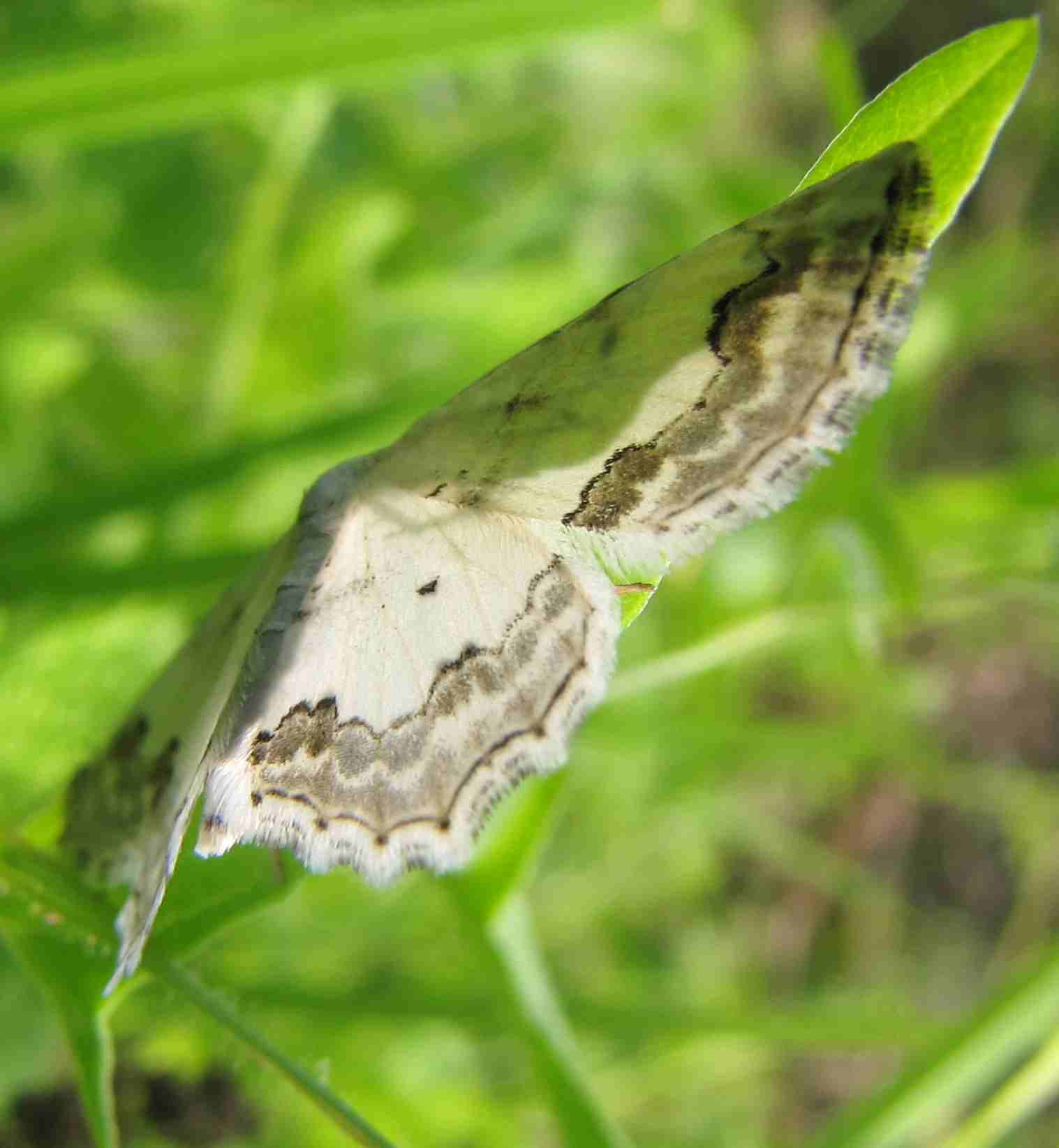 farfalle su pratelli umidi